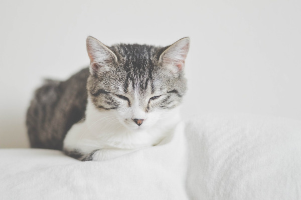 Katzen in Not